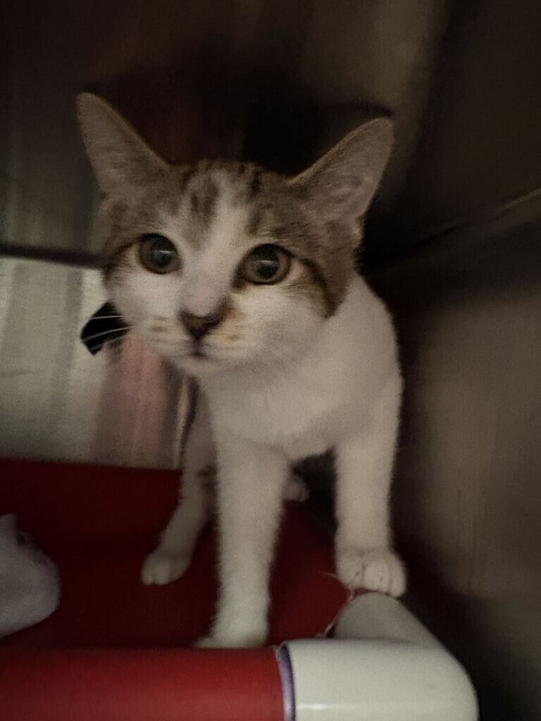 Chikory - Cat