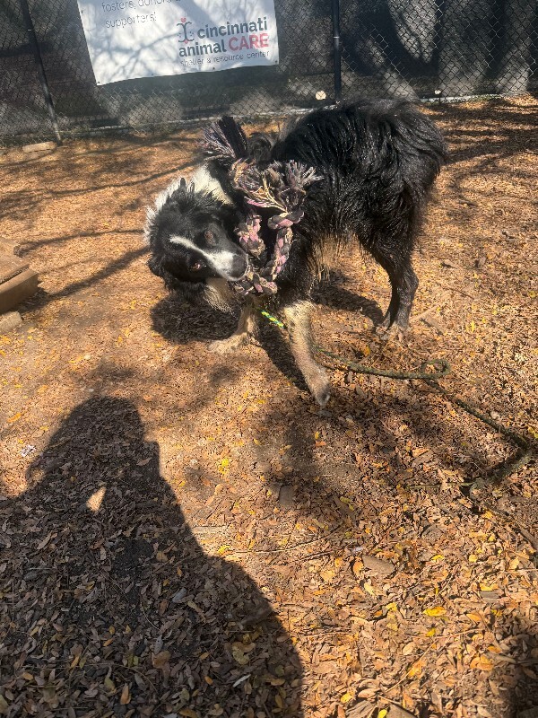 View Raisin the Dog Photo #4