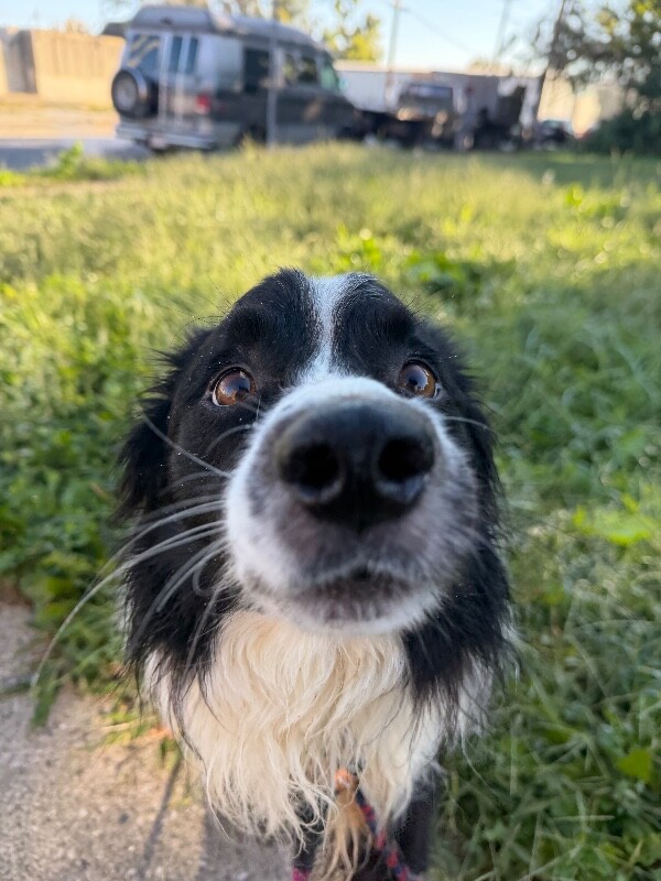 View Raisin the Dog Photo #5