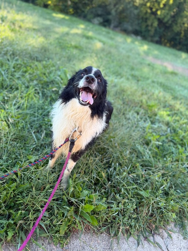 View Raisin the Dog Photo #2