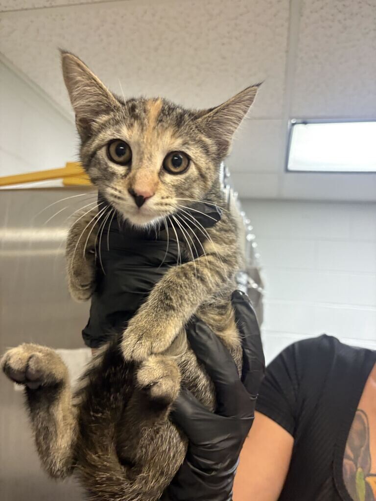 Macadamia - Cat