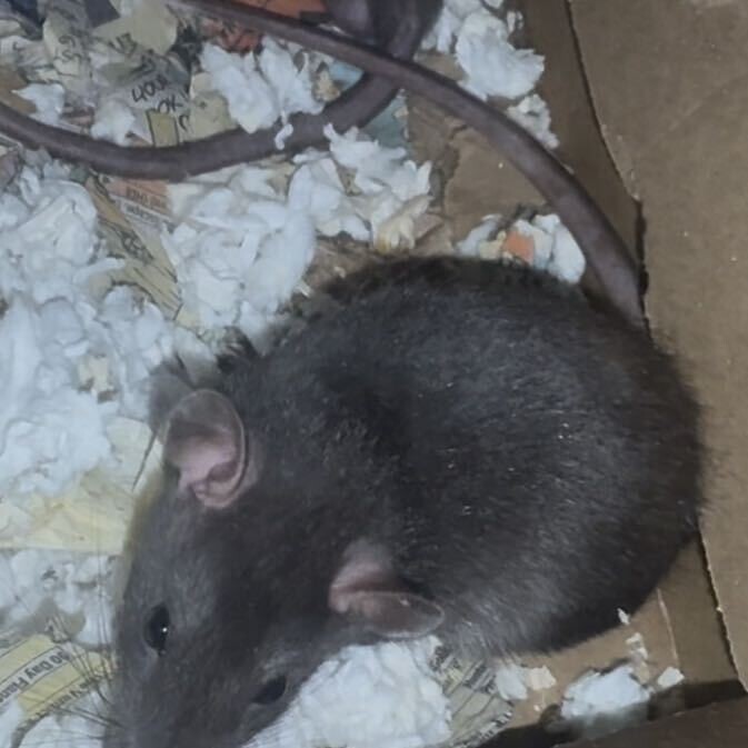 View Chia the Rat Photo #2