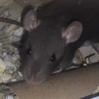 View Sesame the Rat Photo #2