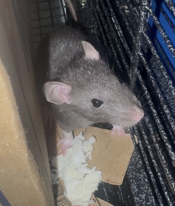 View Poppyseed the Rat Photo #2