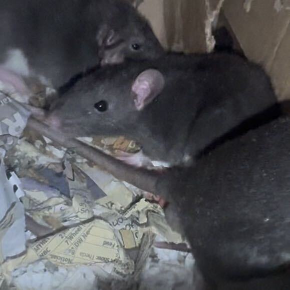 View Quinoa the Rat Photo #2