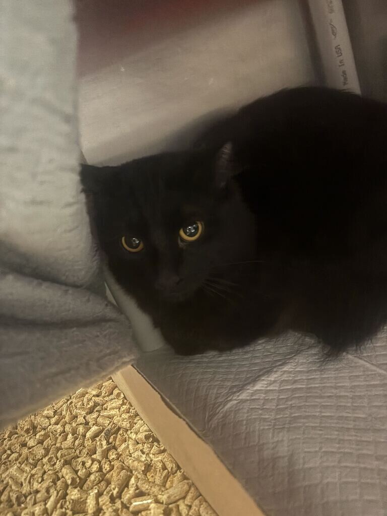 Learn More About Spookster Spookster - Cat