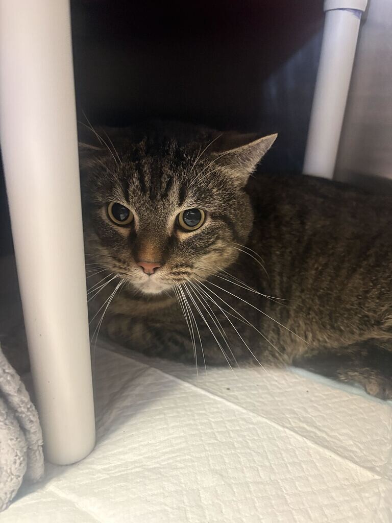 Learn More About Nacho Grande Nacho Grande - Cat