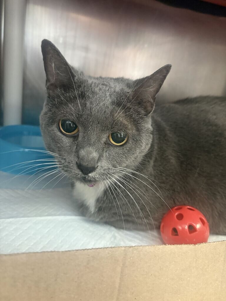 Learn More About Nala Nala - Cat