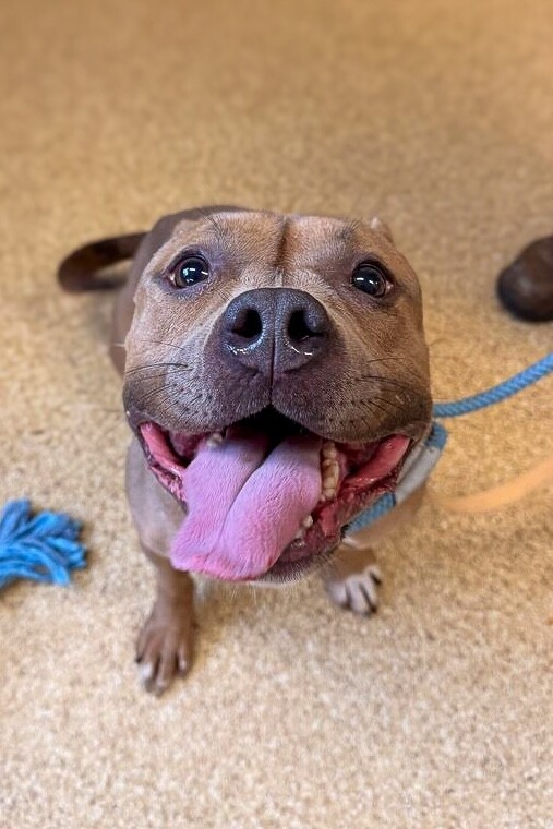 Learn More About Keeta Keeta - Dog