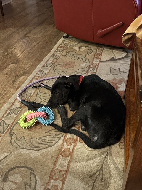 View Huckleberry the Dog Photo #4