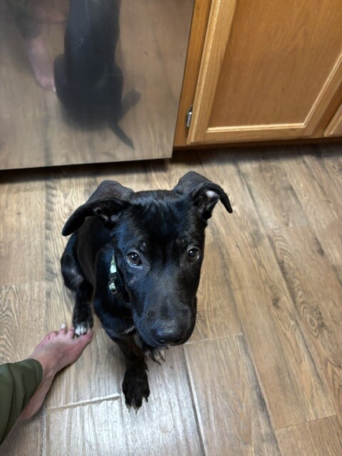 Huckleberry - Dog