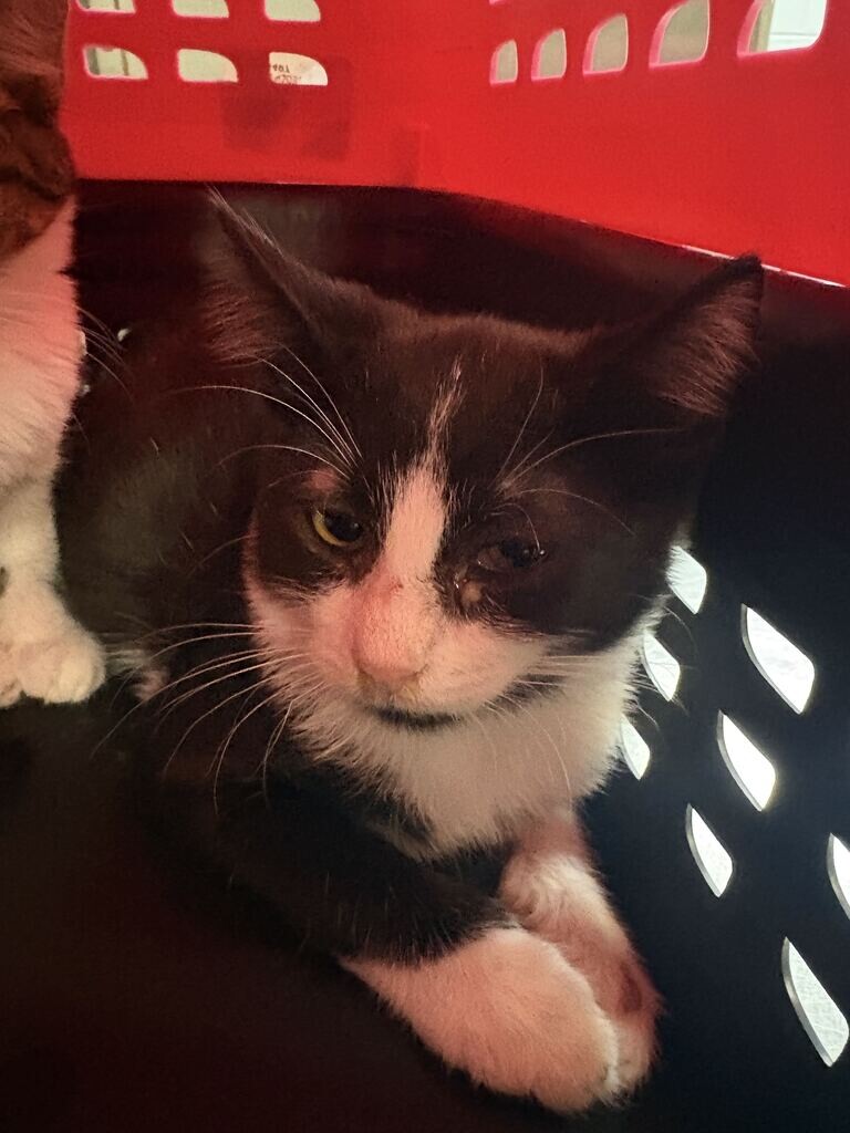 Learn More About Stevey Stevey - Cat