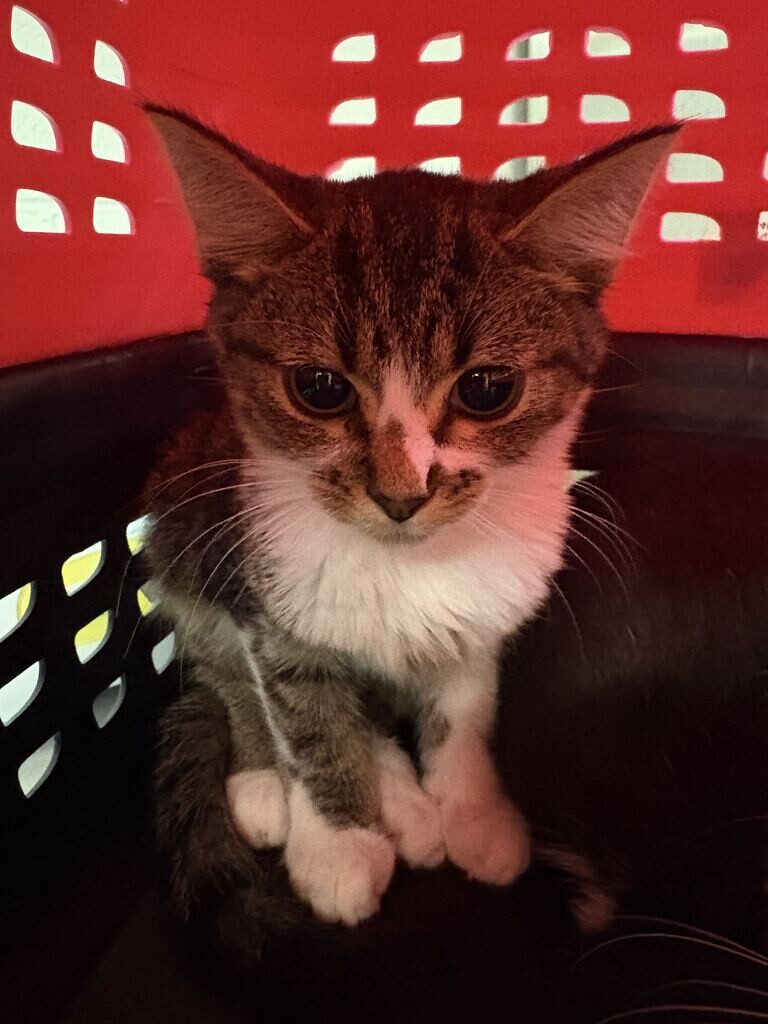 Learn More About Susie Susie - Cat