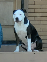 Unknown - Dog