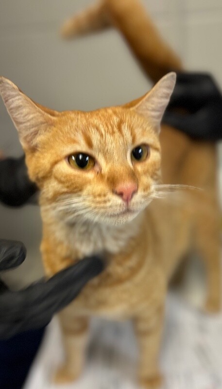 Learn More About Mary Mary - Cat