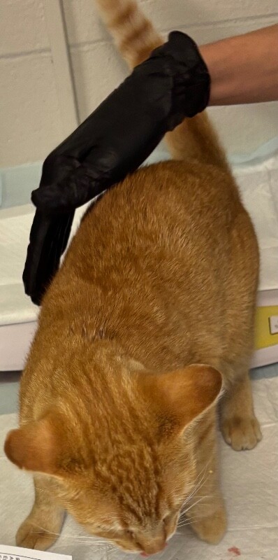 View Mary the Cat Photo #2