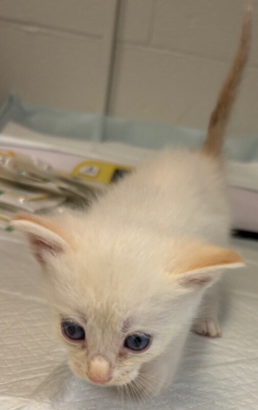 View Wrath the Cat Photo #2