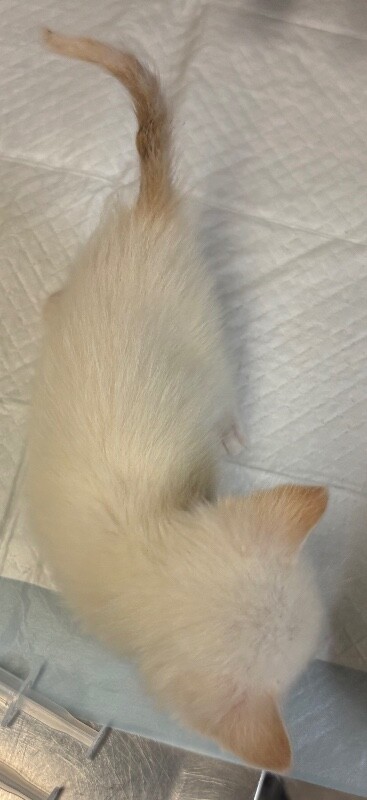 View Wrath the Cat Photo #5