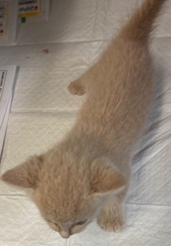 View Sloth the Cat Photo #2