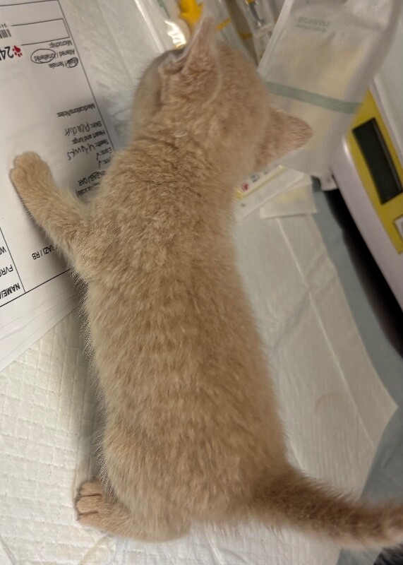View Sloth the Cat Photo #4