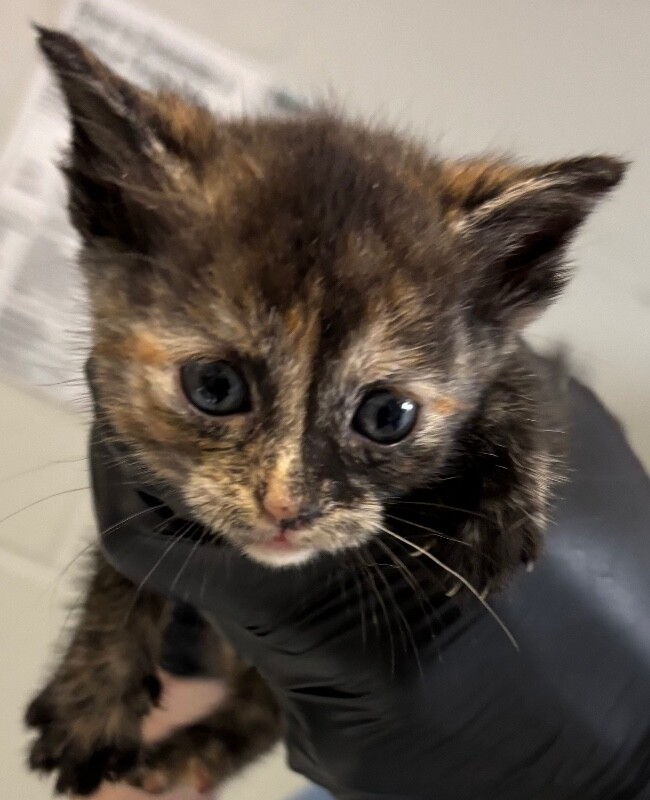 Learn More About Envy Envy - Cat