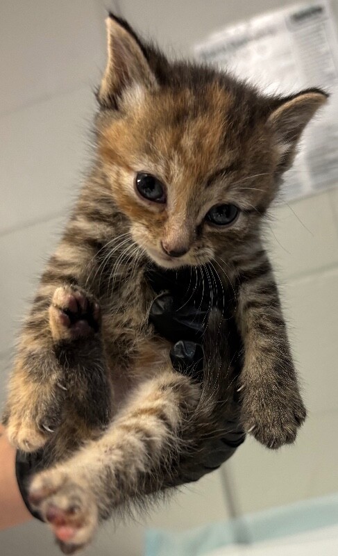 Learn More About Pride Pride - Cat