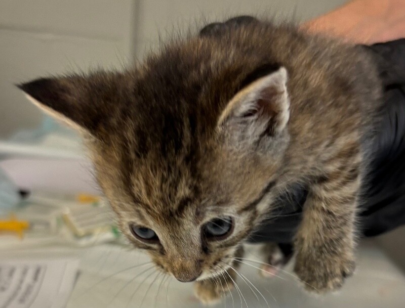 Learn More About Greed Greed - Cat