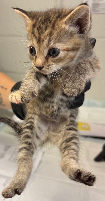 Learn More About Lust Lust - Cat