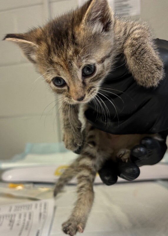 Learn More About Gluttony Gluttony - Cat