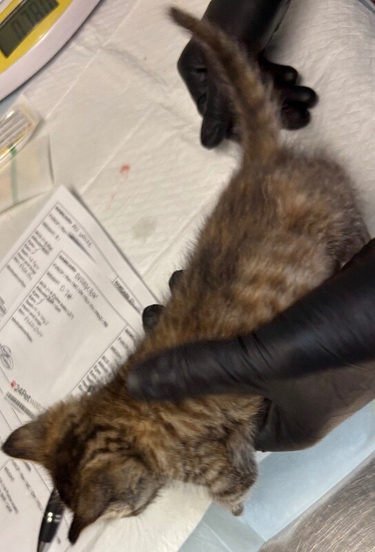 View Gluttony the Cat Photo #5