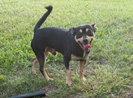 Unknown - Dog