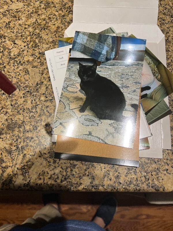 Have You Seen Kitty? Kitty - Cat