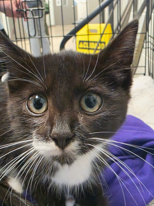 Learn More About Wallflower Wallflower - Cat