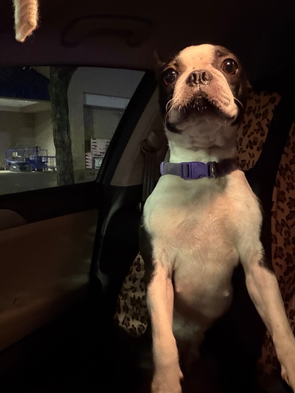 Unknown - Dog