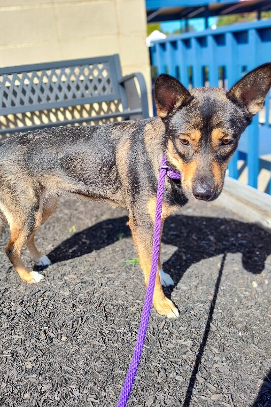 View Balto the Dog Photo #2
