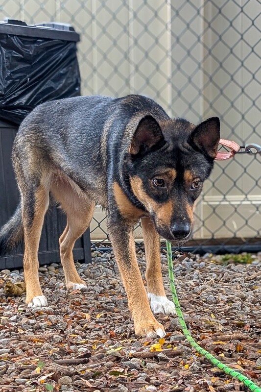 View Balto the Dog Photo #4