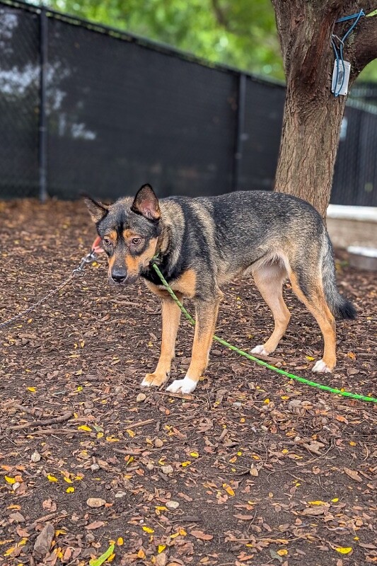 View Balto the Dog Photo #5
