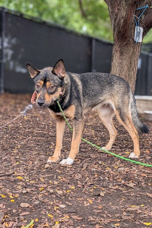 View Balto the Dog Photo #3
