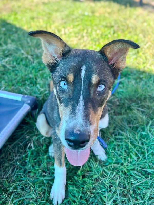 Bernie - Dog