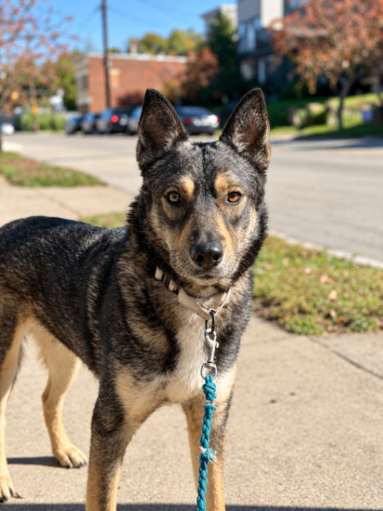 Nova - Dog