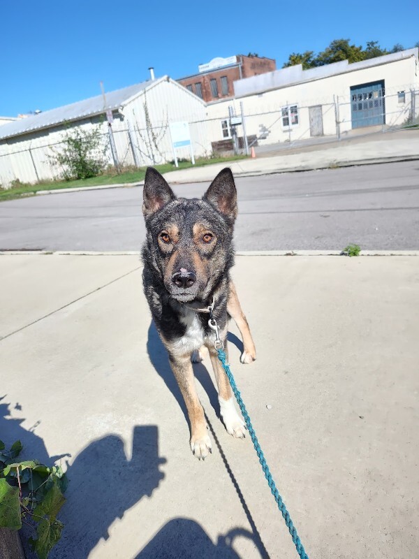 View Nova the Dog Photo #4