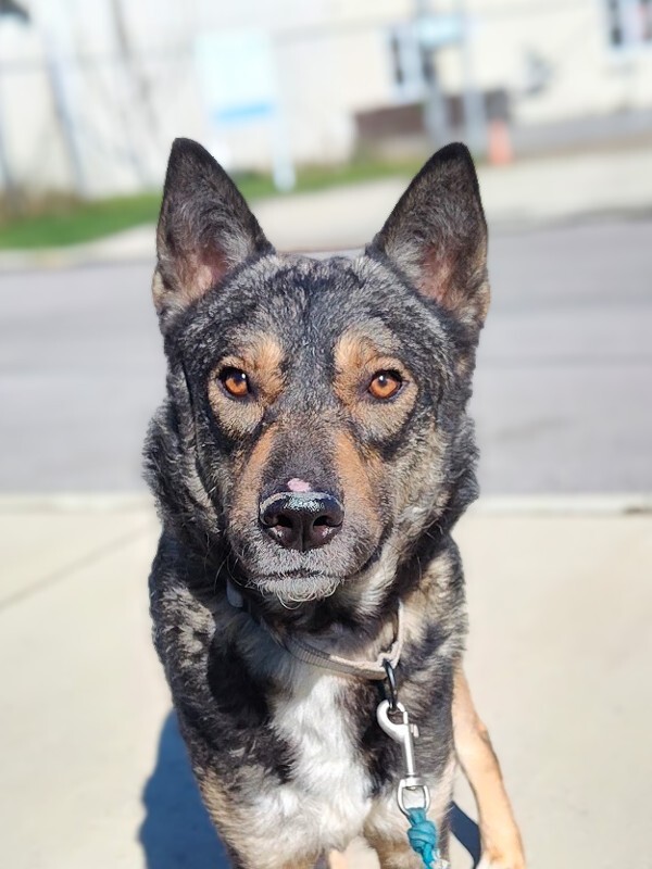 Learn More About Nova Nova - Dog