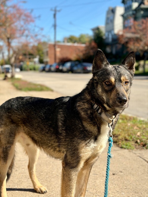 View Nova the Dog Photo #2