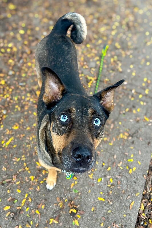 Harley - Dog