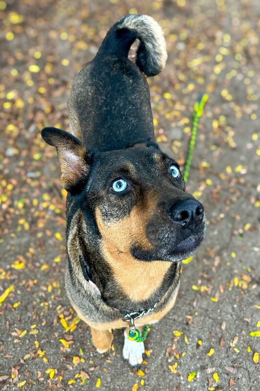View Harley the Dog Photo #3