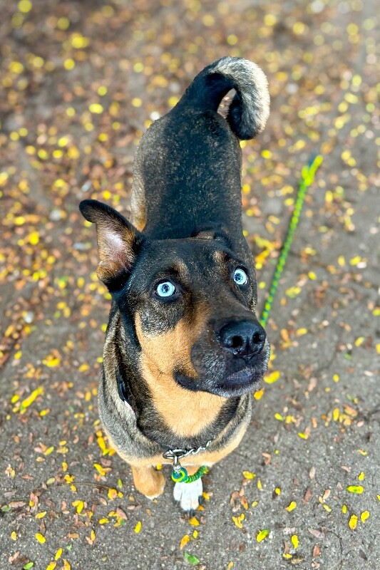 View Harley the Dog Photo #2