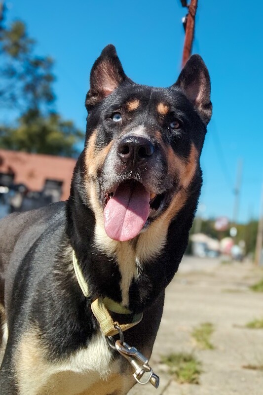 Learn More About Pluto Pluto - Dog