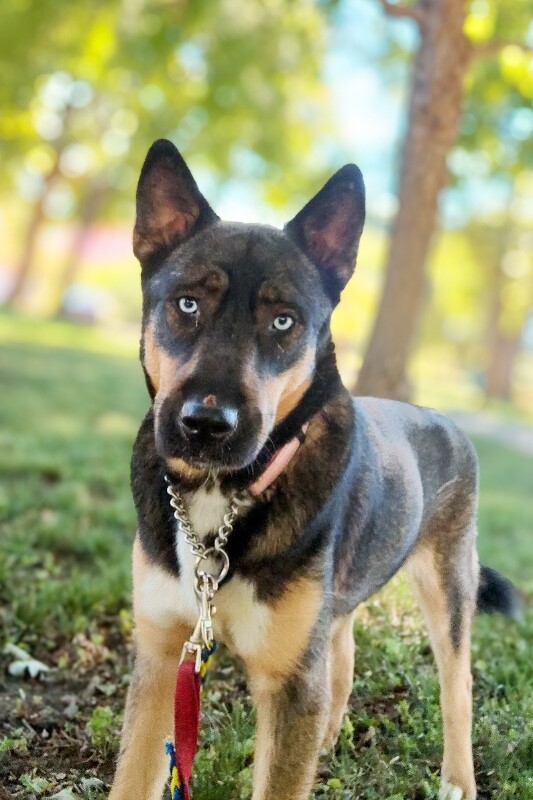 Learn More About Stormy Stormy - Dog