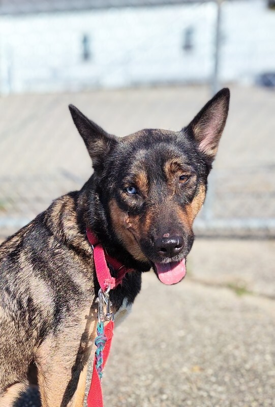 Learn More About Siku Siku - Dog