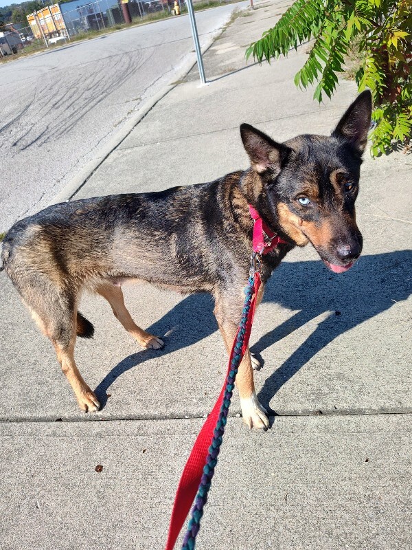 View Siku the Dog Photo #5
